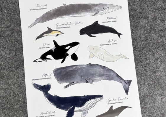 Poster "Wale & Delfine"