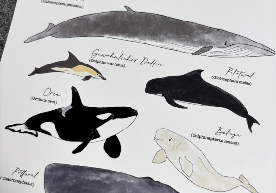 Poster "Wale & Delfine"